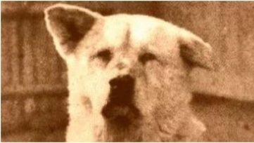 Hachikō- A Symbol of Family Loyalty 1