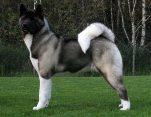 akita