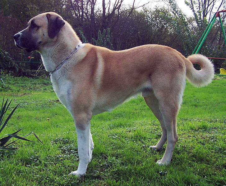 Anatolian shepherd westminster deals dog show
