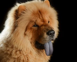 chowchow