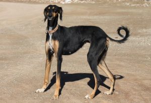 saluki