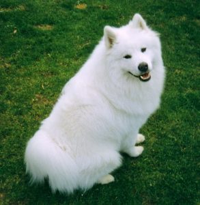 samoyed