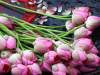 The National Flower of Vietnam